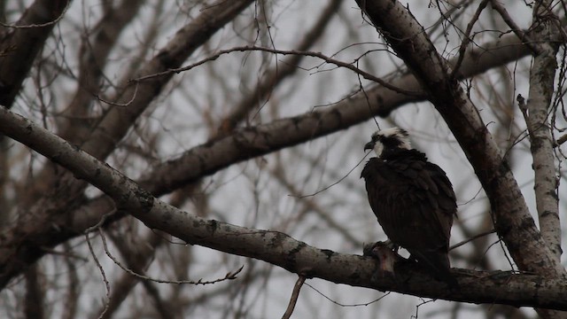 Osprey - ML630943630