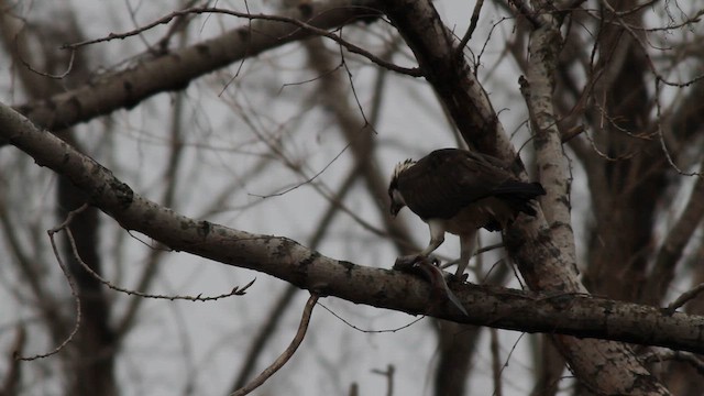 Osprey - ML630943728