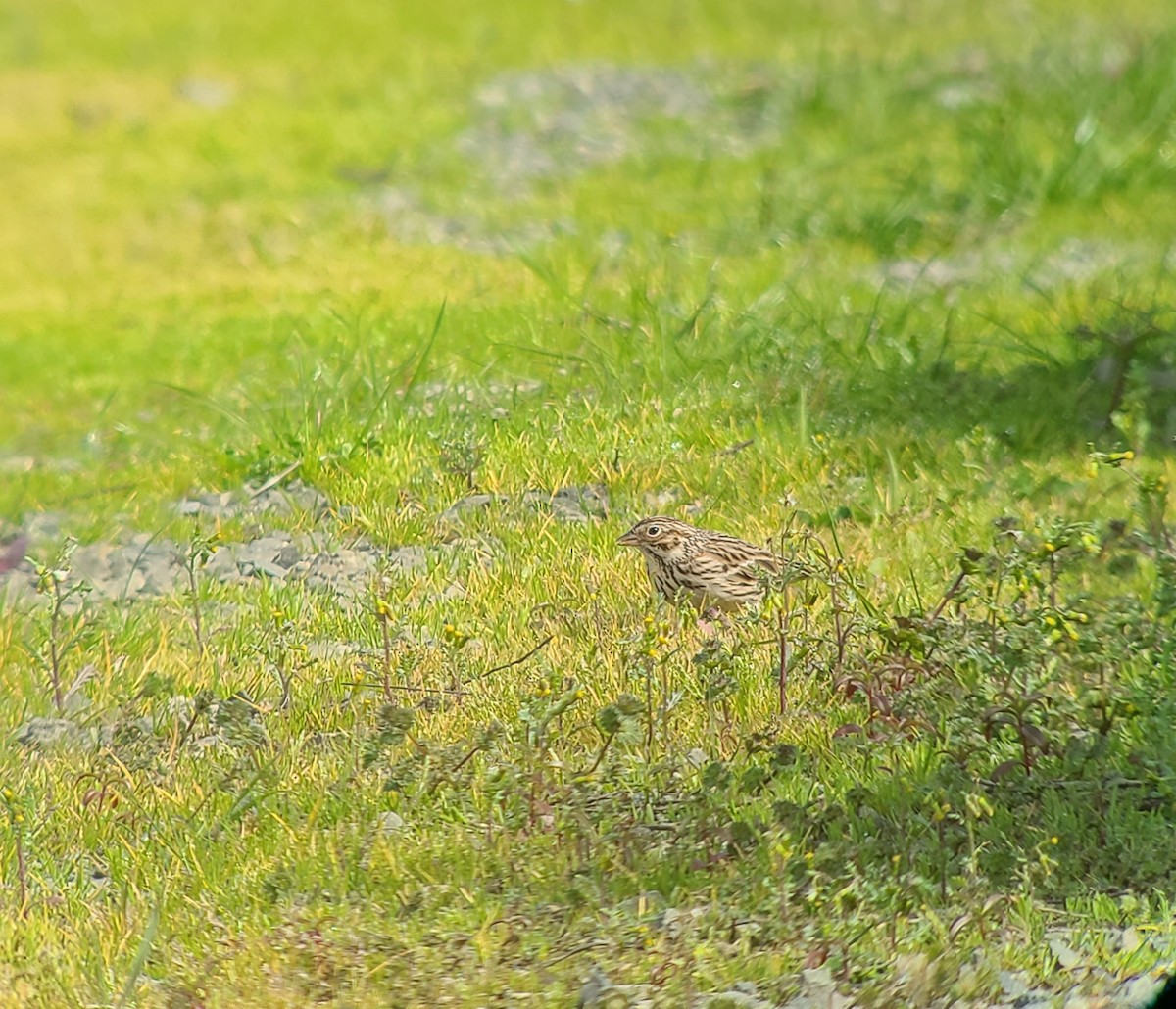 Vesper Sparrow - ML630943788