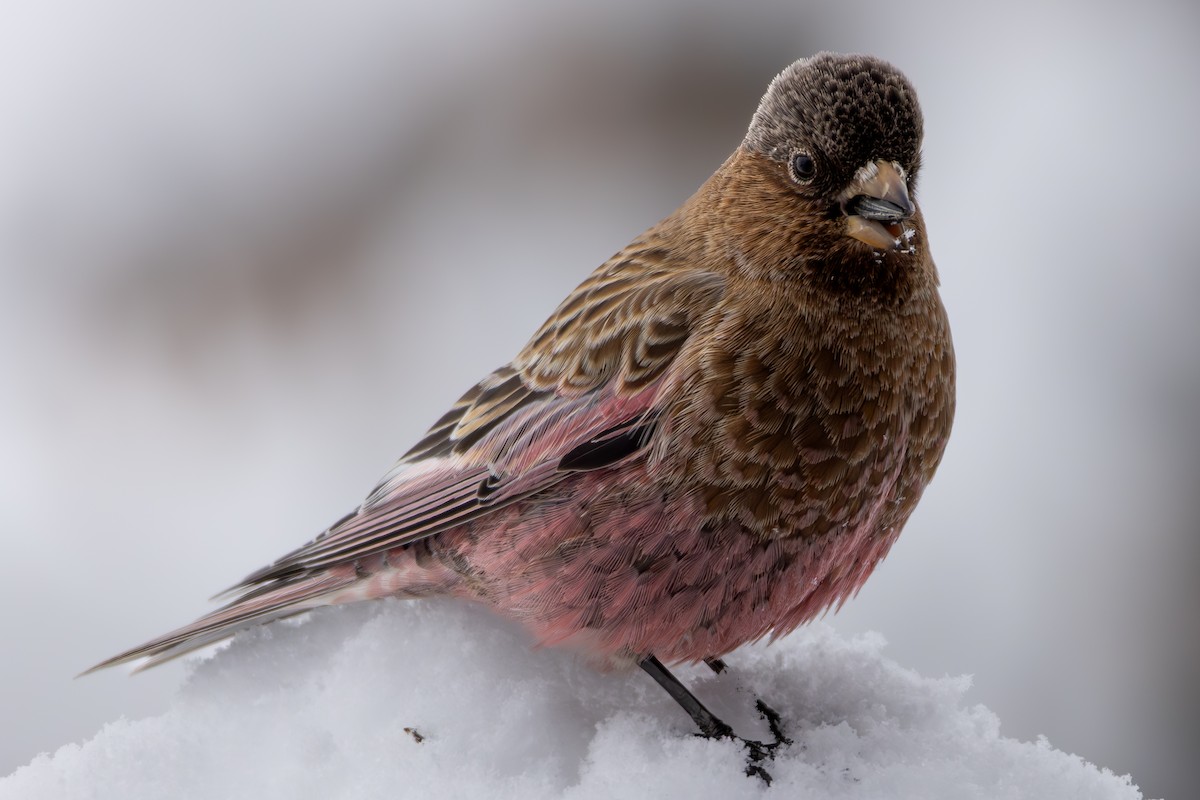 Brown-capped Rosy-Finch - ML630943831