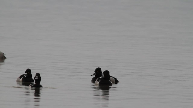 Ring-necked Duck - ML630943932
