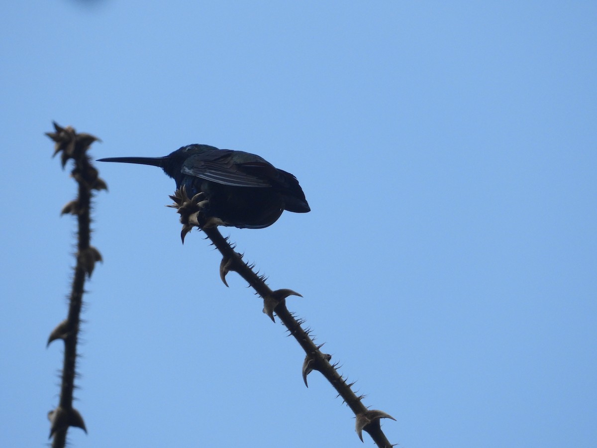 Black-throated Mango - ML630944206