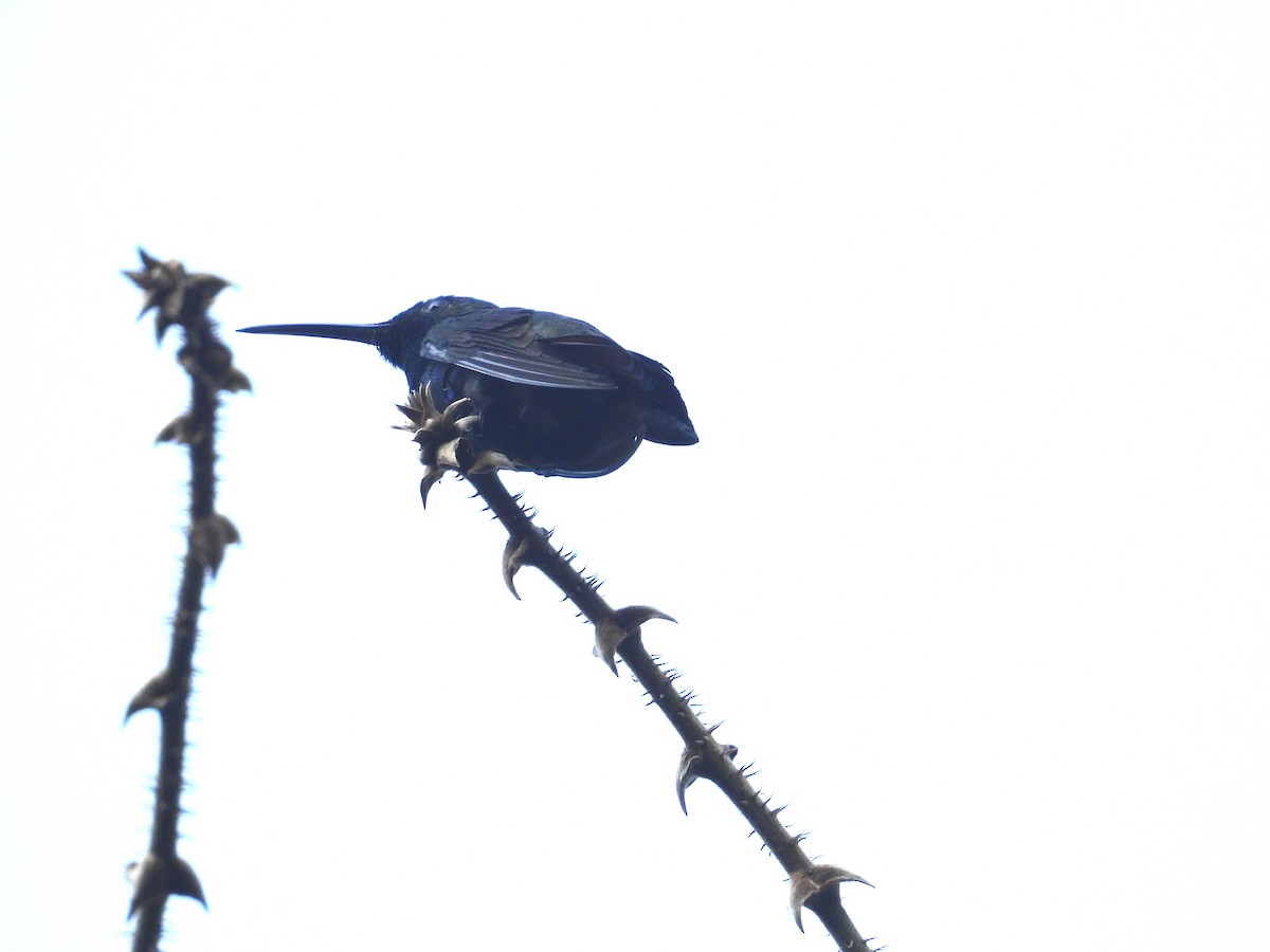 Black-throated Mango - ML630944207