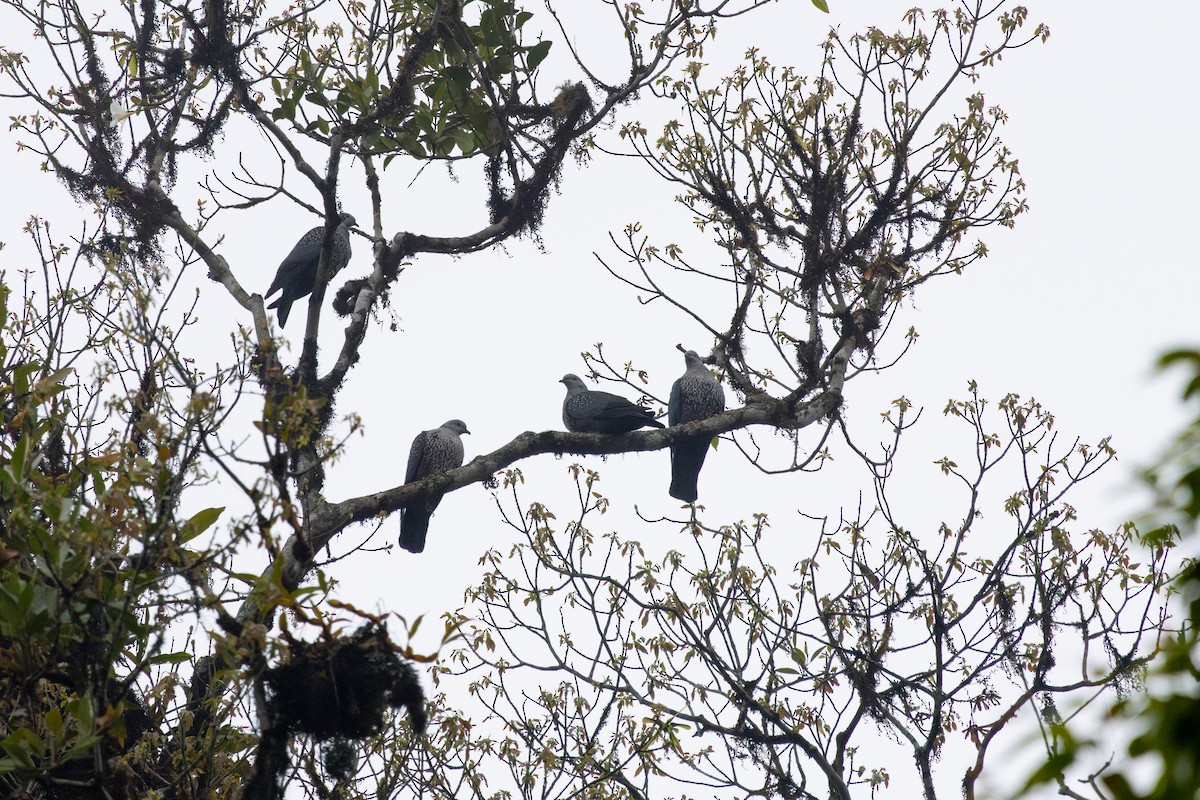 Pigeon de Hodgson - ML630944298