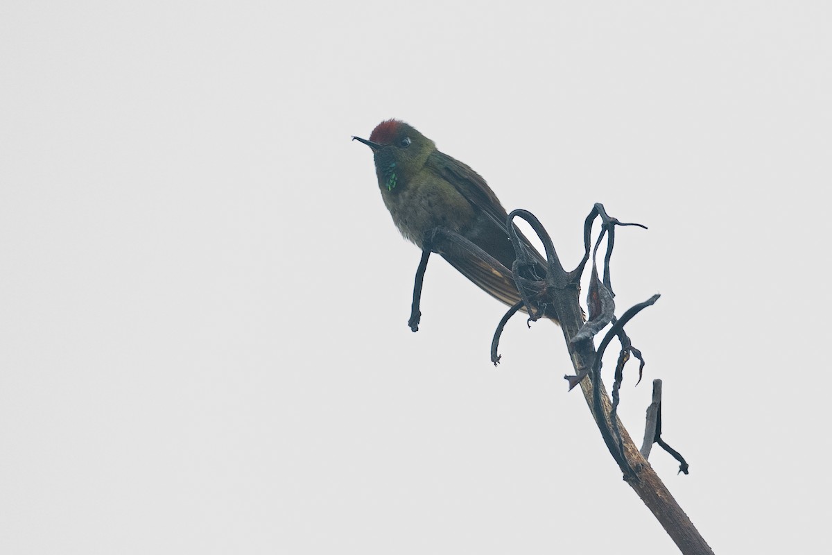 Rufous-capped Thornbill - ML630944305