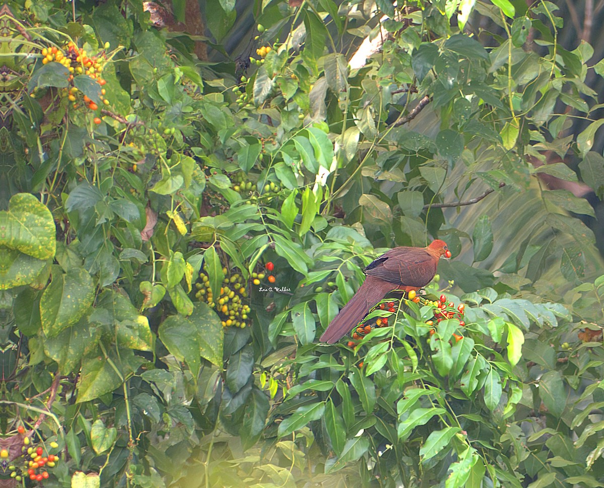 長尾鳩 - ML630944400