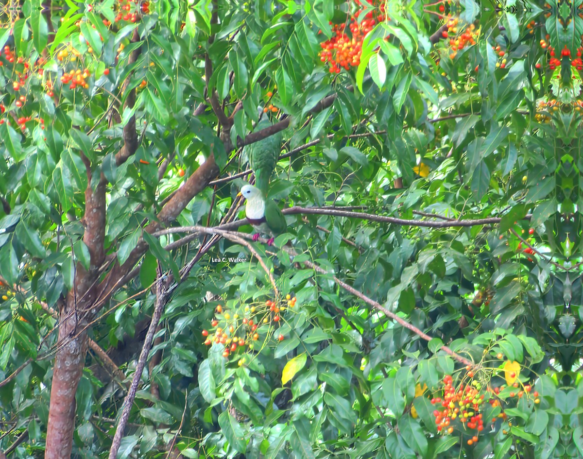 小綠鳩 - ML630944406