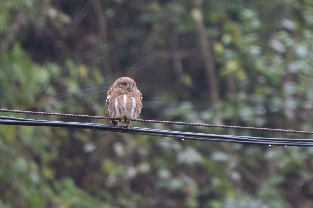 Asian Barred Owlet - ML630944456