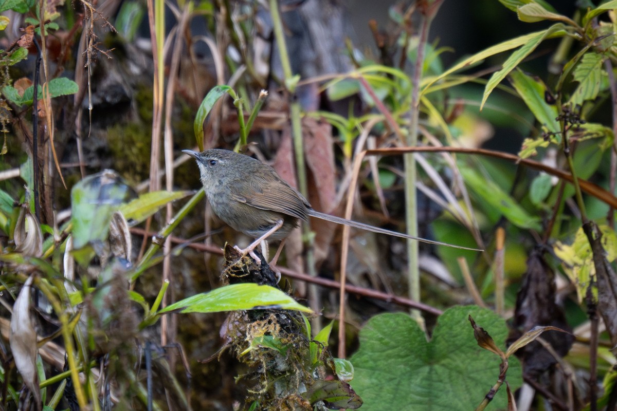 Black-throated Prinia - ML630944460