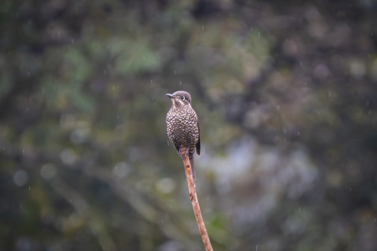 Chestnut-bellied Rock-Thrush - ML630944469