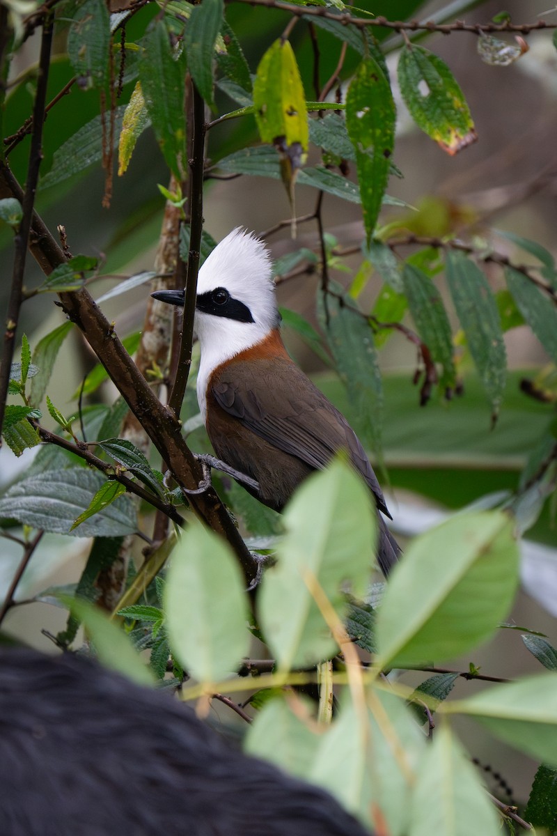 White-crested Laughingthrush - ML630944488