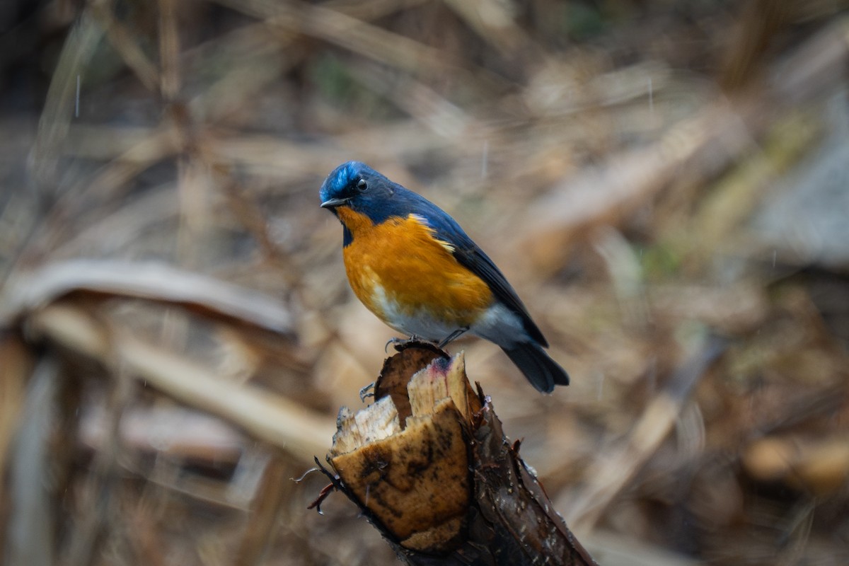 Rufous-breasted Bush-Robin - ML630944493