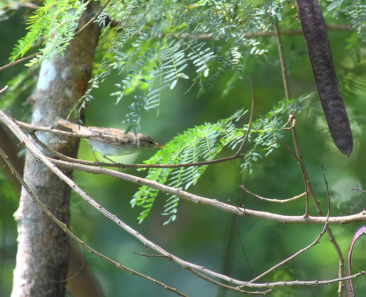 極北柳鶯 - ML630944565