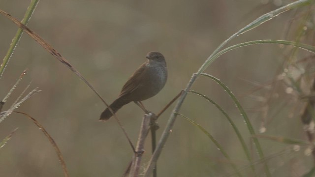 West Himalayan Bush Warbler - ML630944861