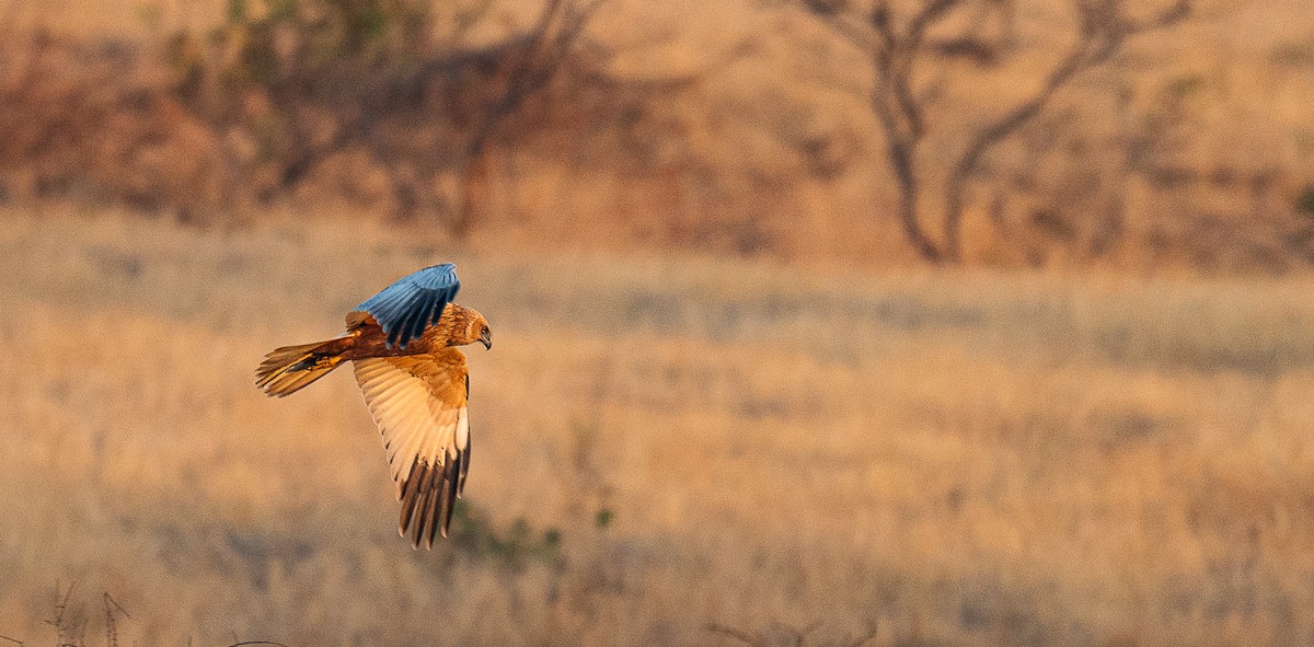 Western Marsh Harrier - ML630944907