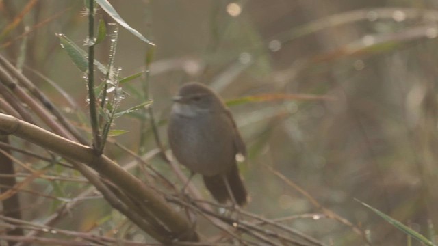 West Himalayan Bush Warbler - ML630944962