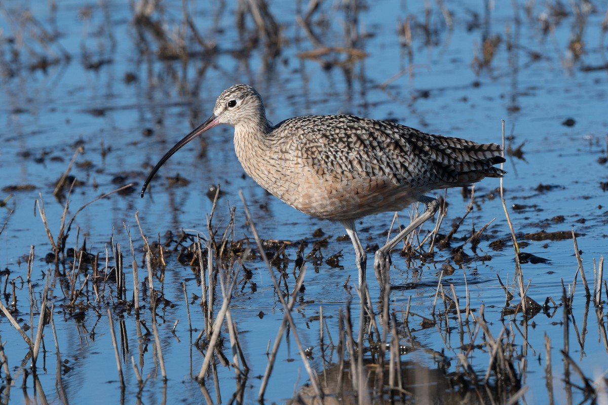 Long-billed Curlew - ML630945162