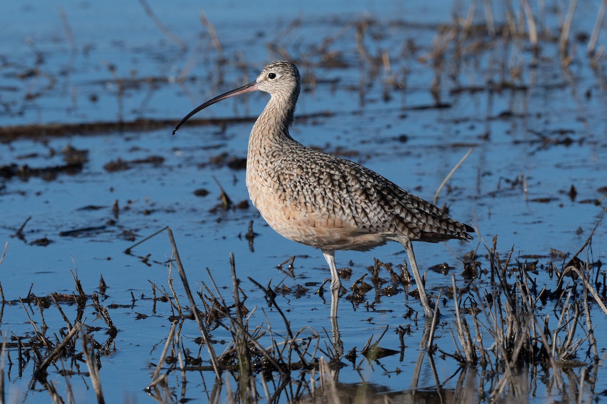 Long-billed Curlew - ML630945163