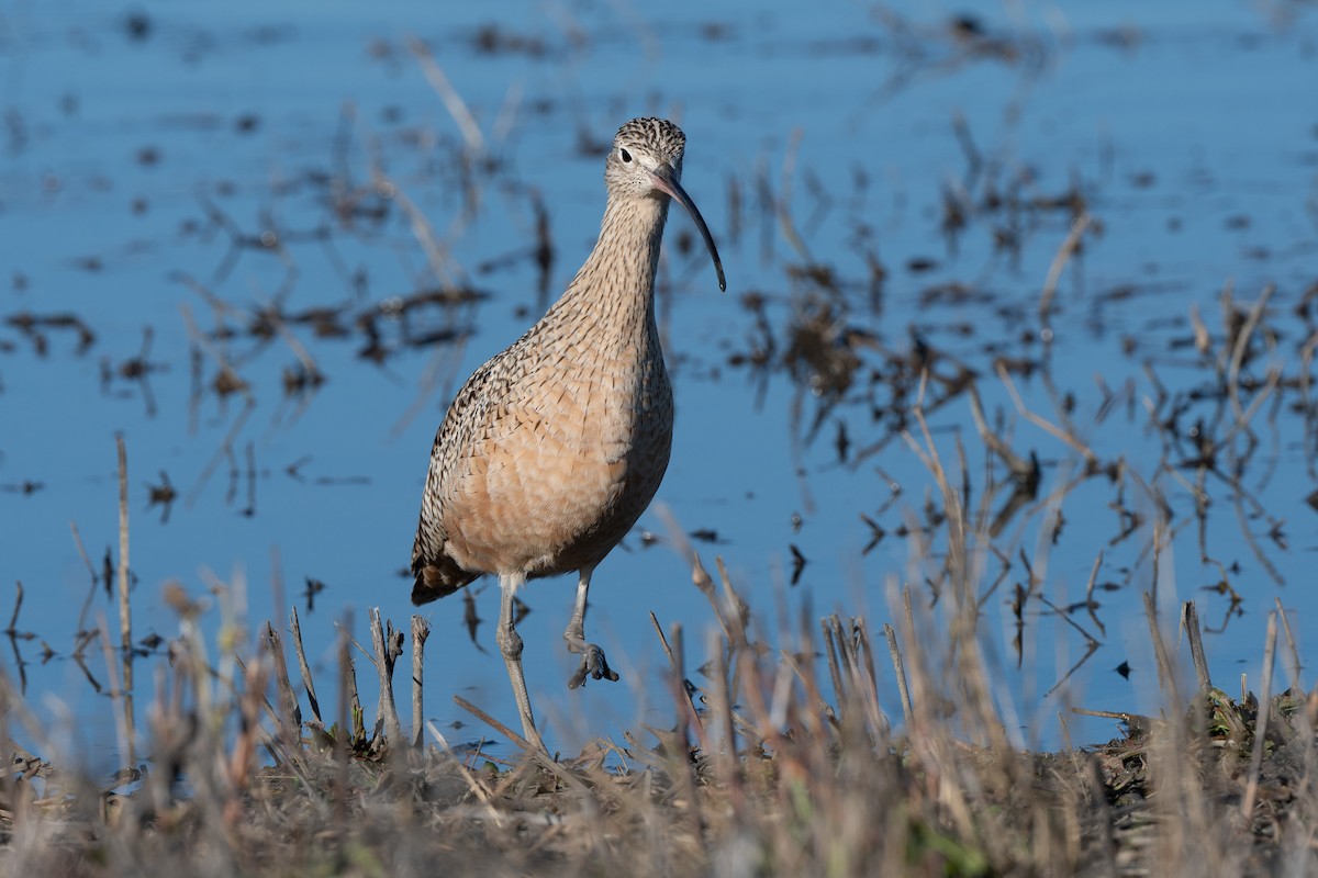 Long-billed Curlew - ML630945164