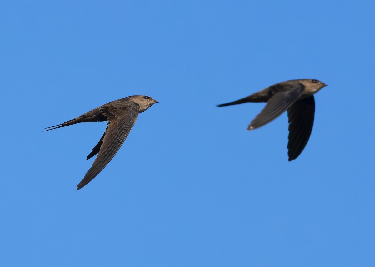 Asian Palm Swift - ML630945197