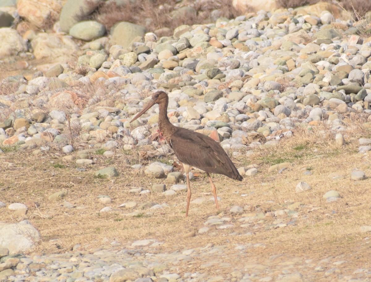 Black Stork - ML630945413