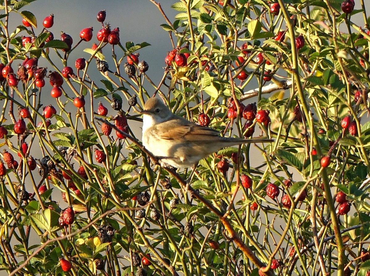 Sylvia/Curruca sp. - ML630945488