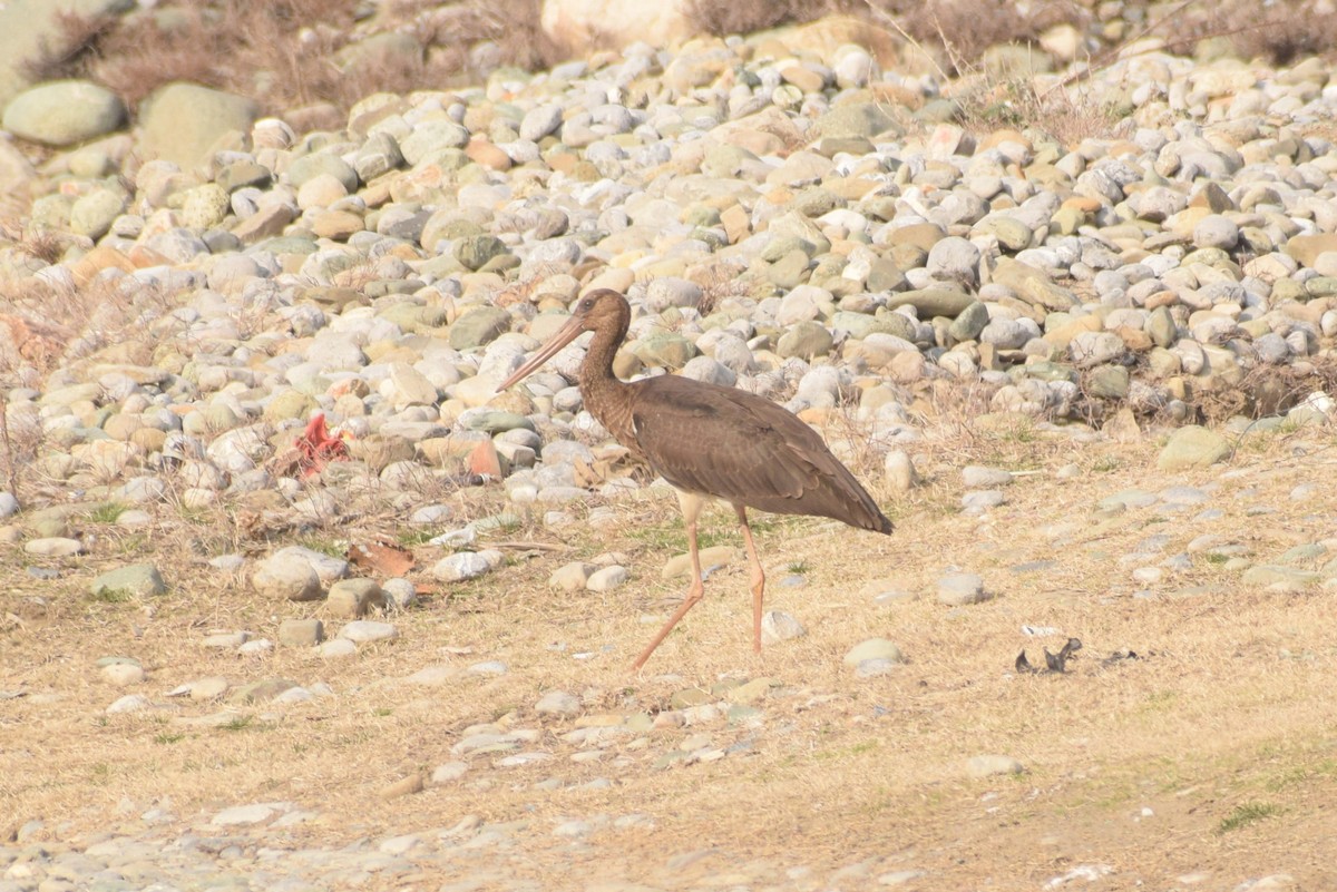 Black Stork - ML630945507