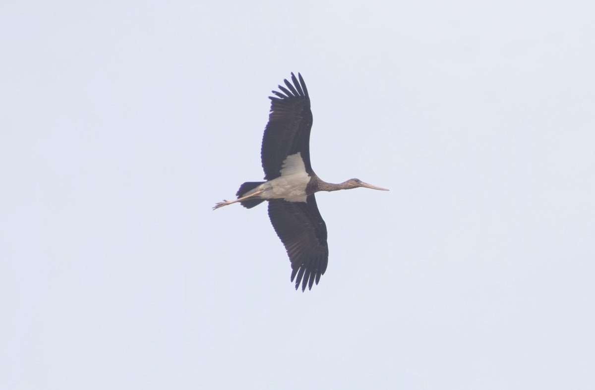 Black Stork - ML630945532