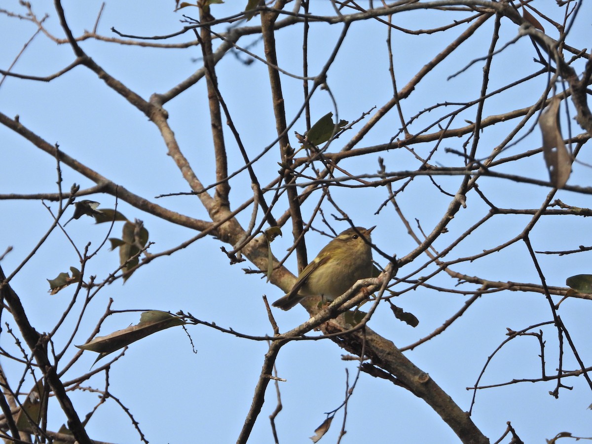 Pouillot de Hume - ML630945574