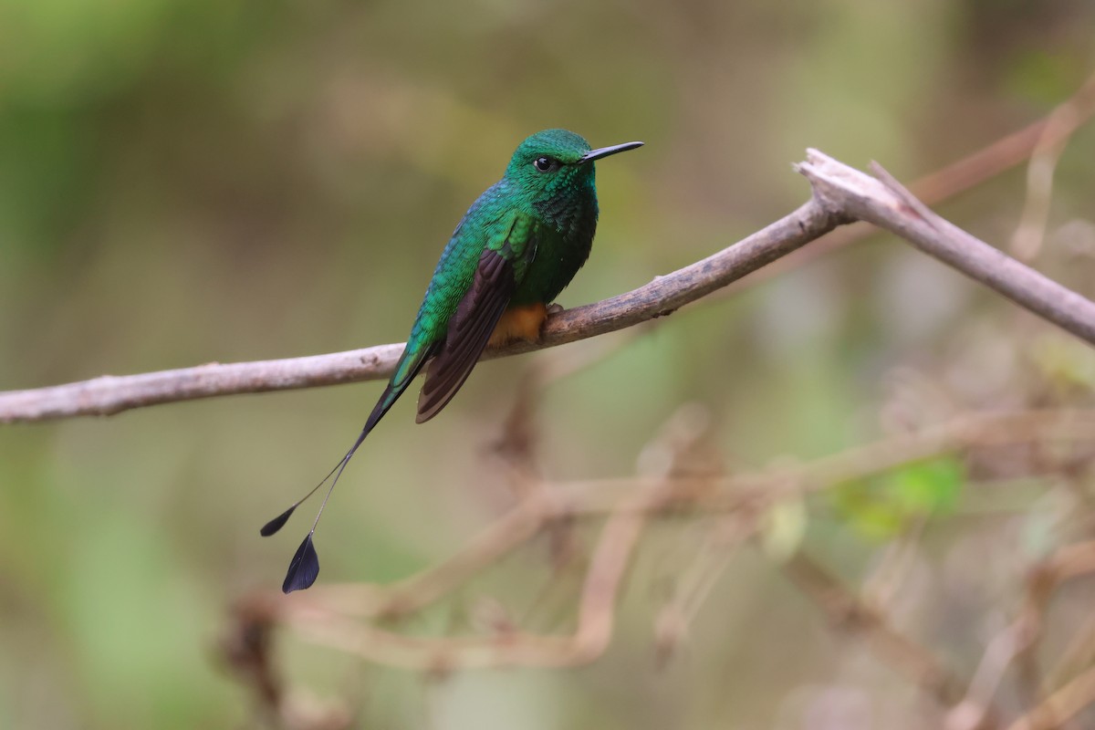 Rufous-booted Racket-tail (Anna's) - ML630945577