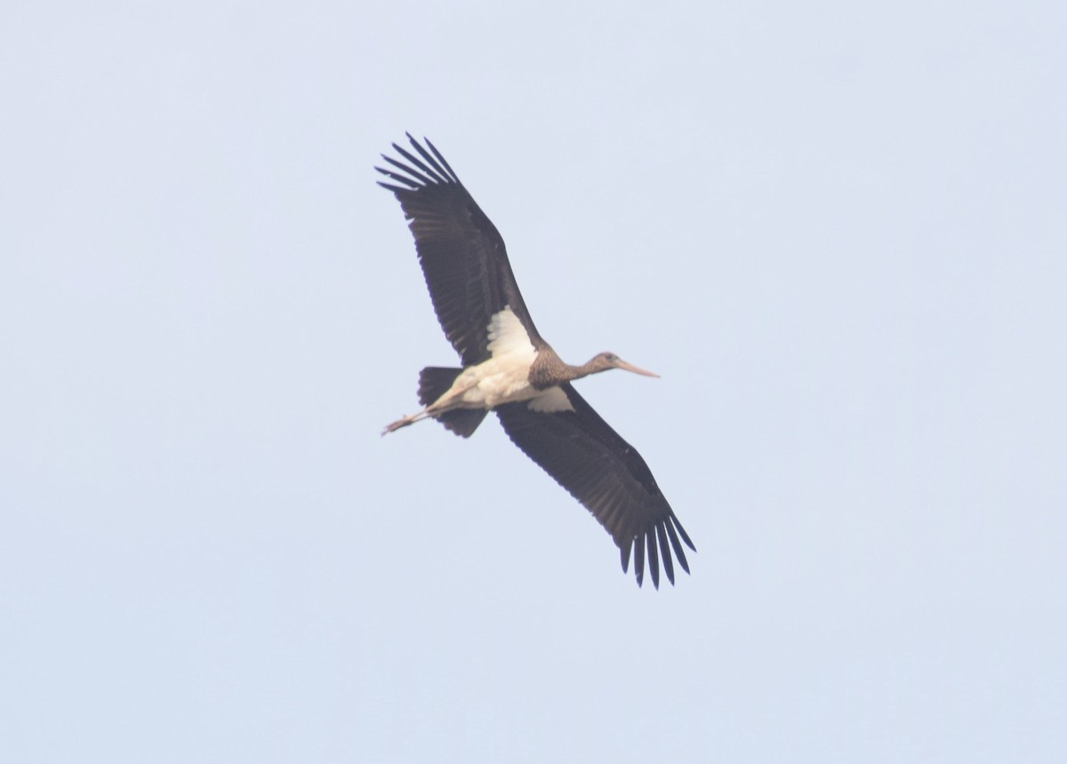 Black Stork - ML630945582