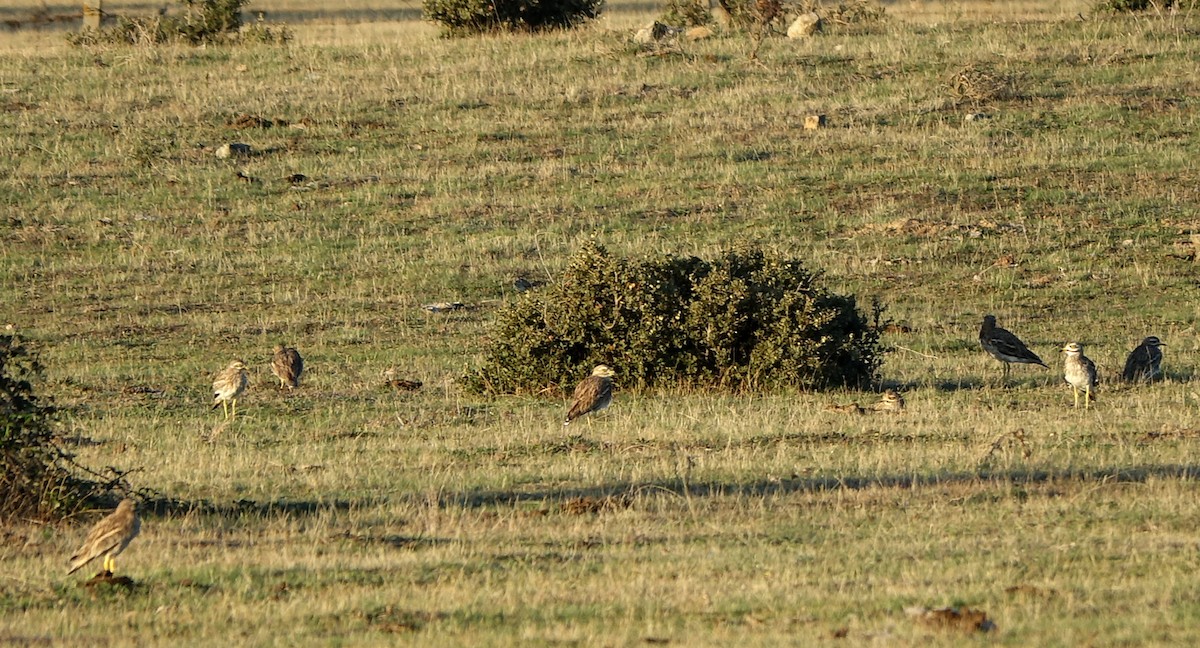 Eurasian Thick-knee - ML630945585