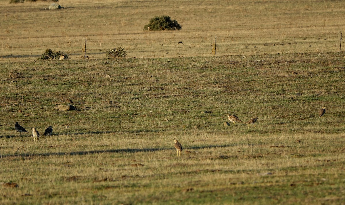 Eurasian Thick-knee - ML630945586