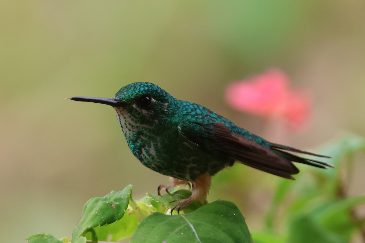 Rufous-booted Racket-tail (Anna's) - ML630945587