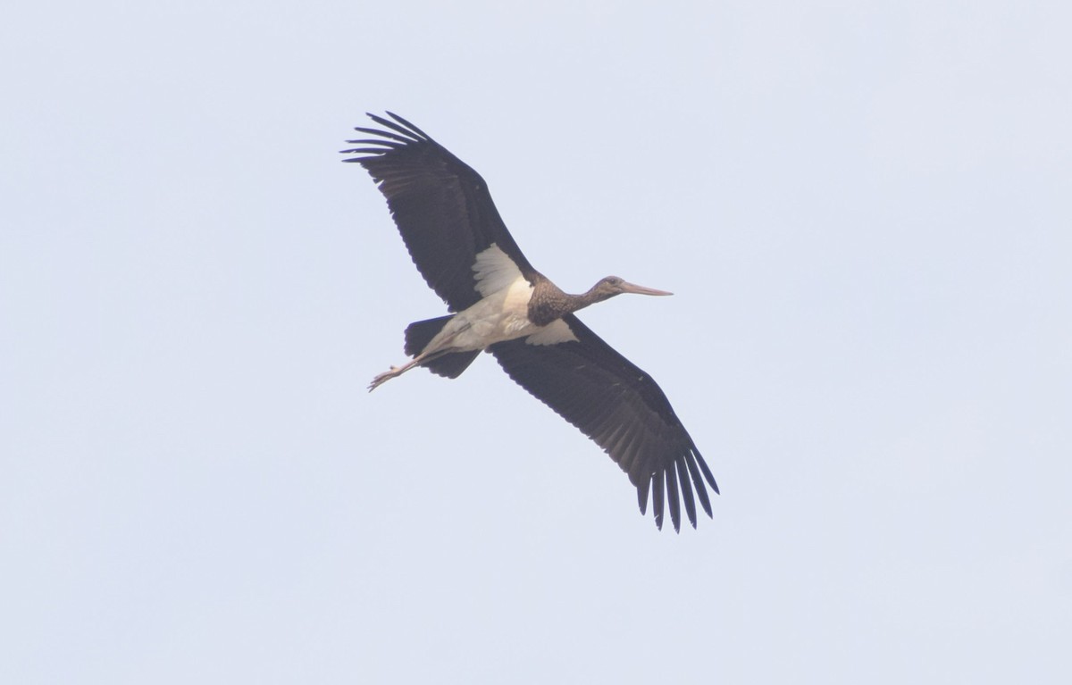 Black Stork - ML630945615