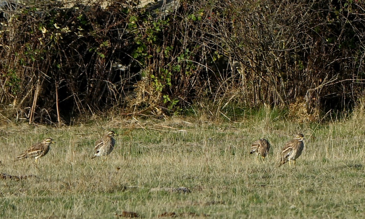 Eurasian Thick-knee - ML630945709