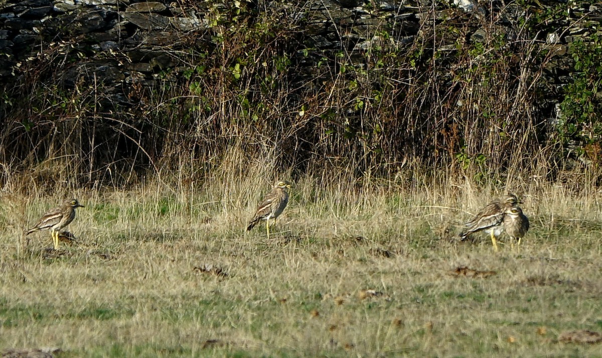 Eurasian Thick-knee - ML630945710