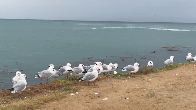 Gaviota Plateada (neozelandesa) - ML630945713