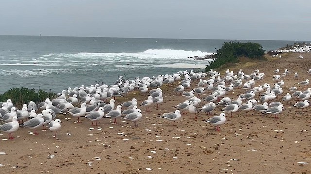 Gaviota Plateada (neozelandesa) - ML630945714