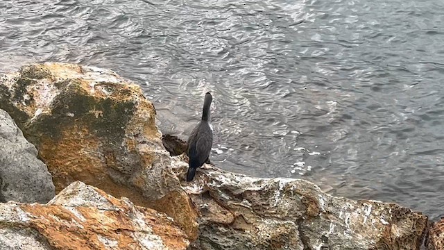 Cormorán Moteado - ML630945730
