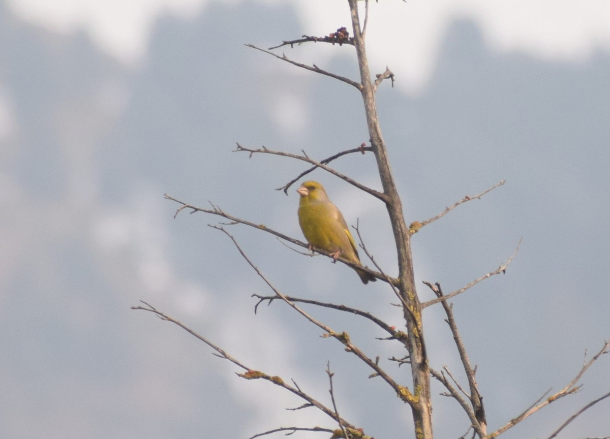 European Greenfinch - ML630945764
