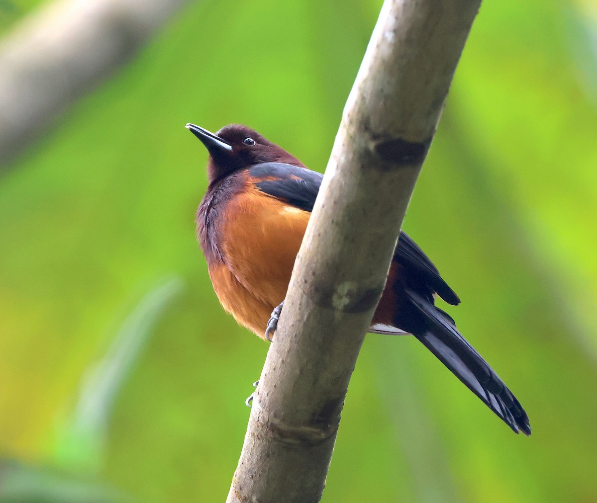 Martinique Oriole - ML630945880