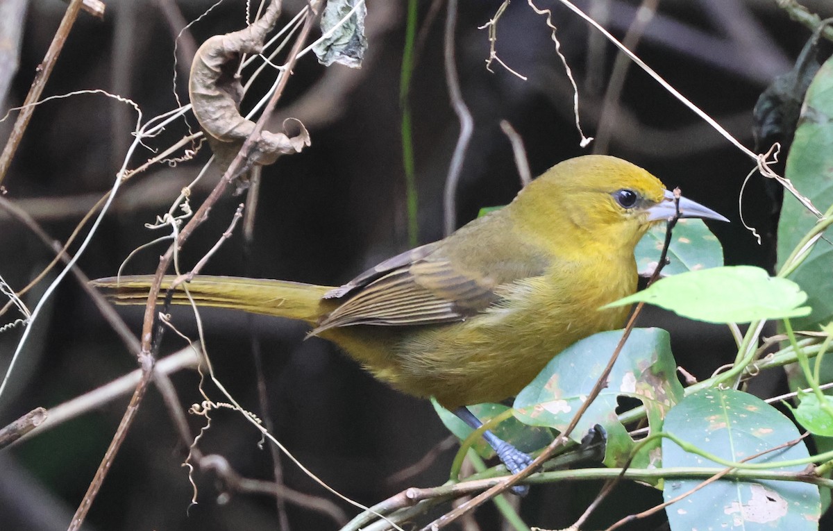 Montserrat Oriole - ML630945950