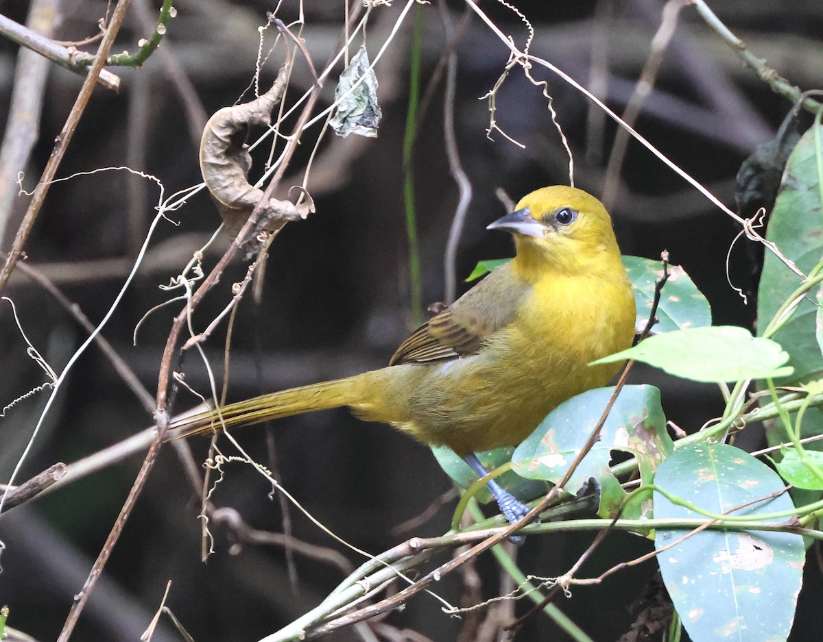 Montserrat Oriole - ML630945951