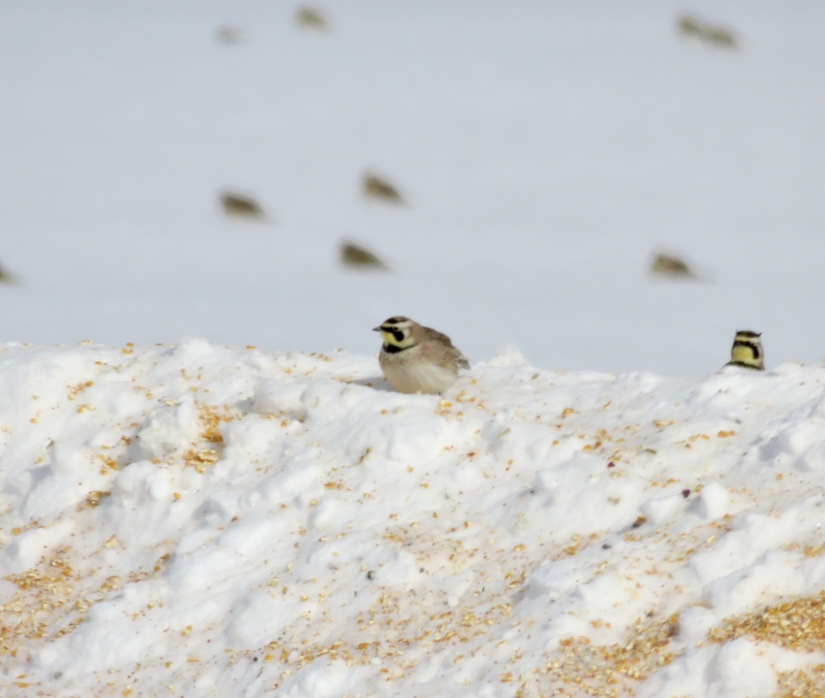 Pennsylvania Bird Atlas Checklist - 18 Feb 2025 - Troyer Rope - 5 species