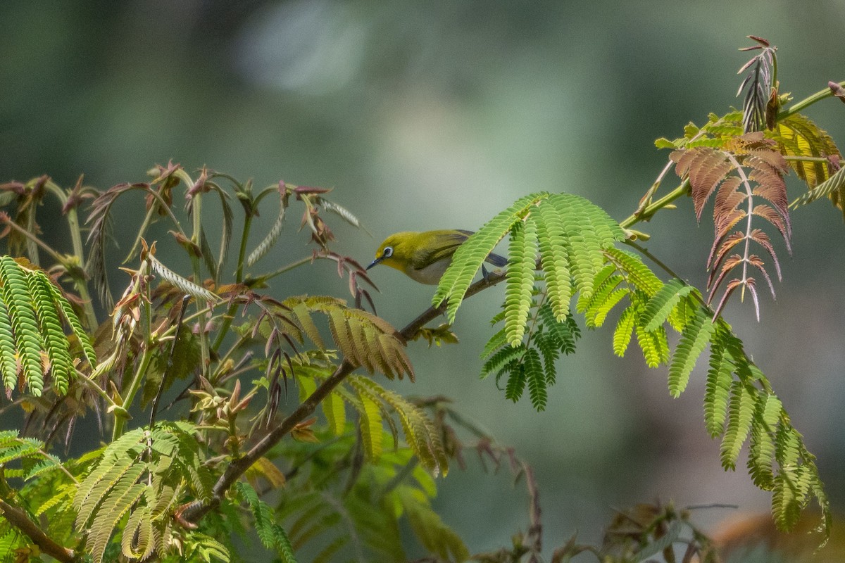 Ashy-bellied White-eye - ML630946022
