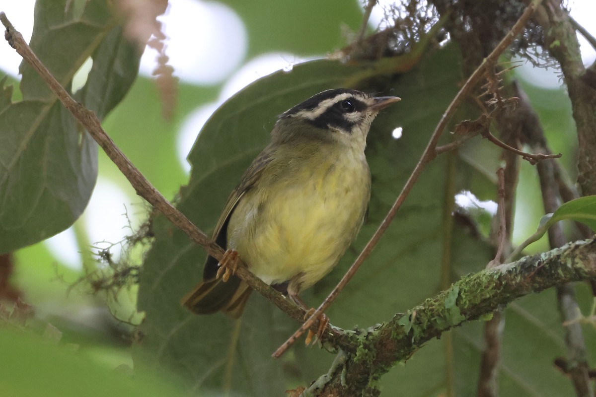 Three-striped Warbler (Three-striped) - ML630946515