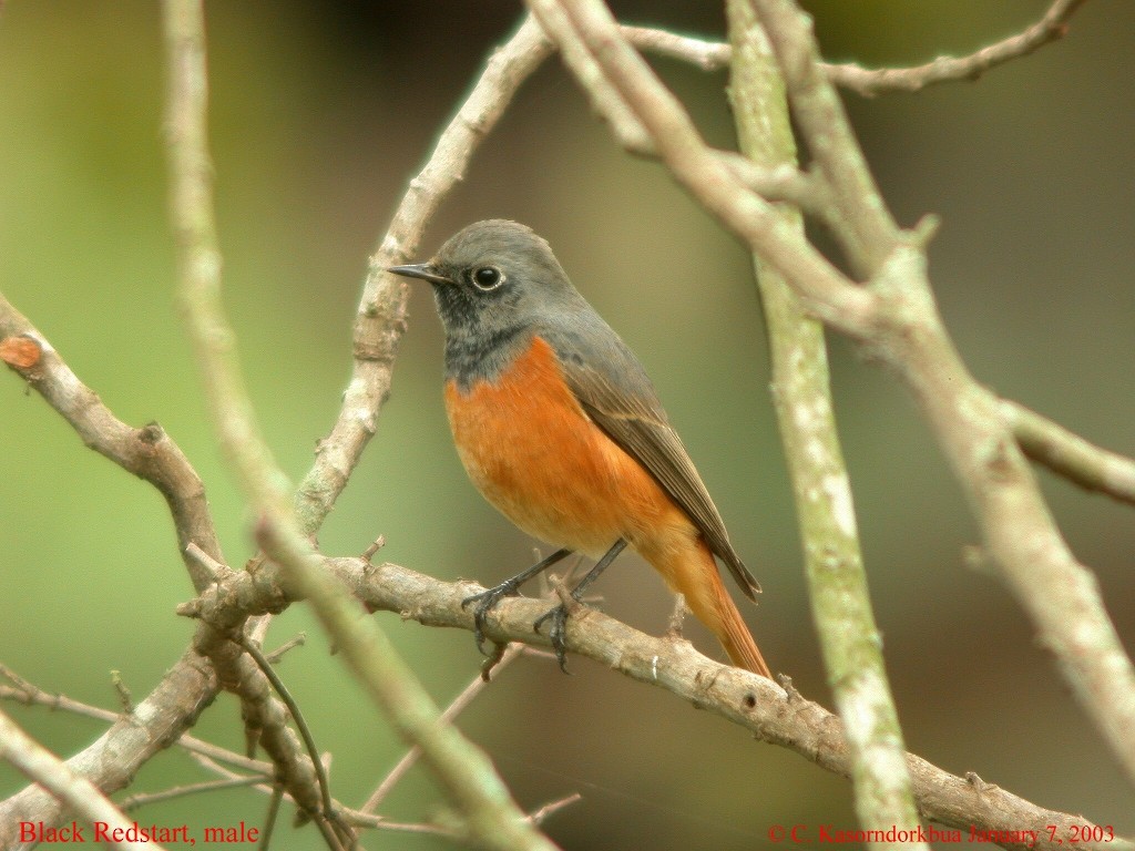 Black Redstart - ML630946712