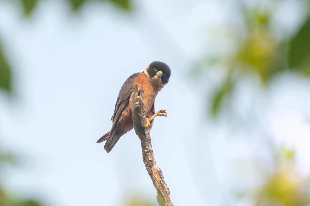 Malaienbaumfalke - ML630947082