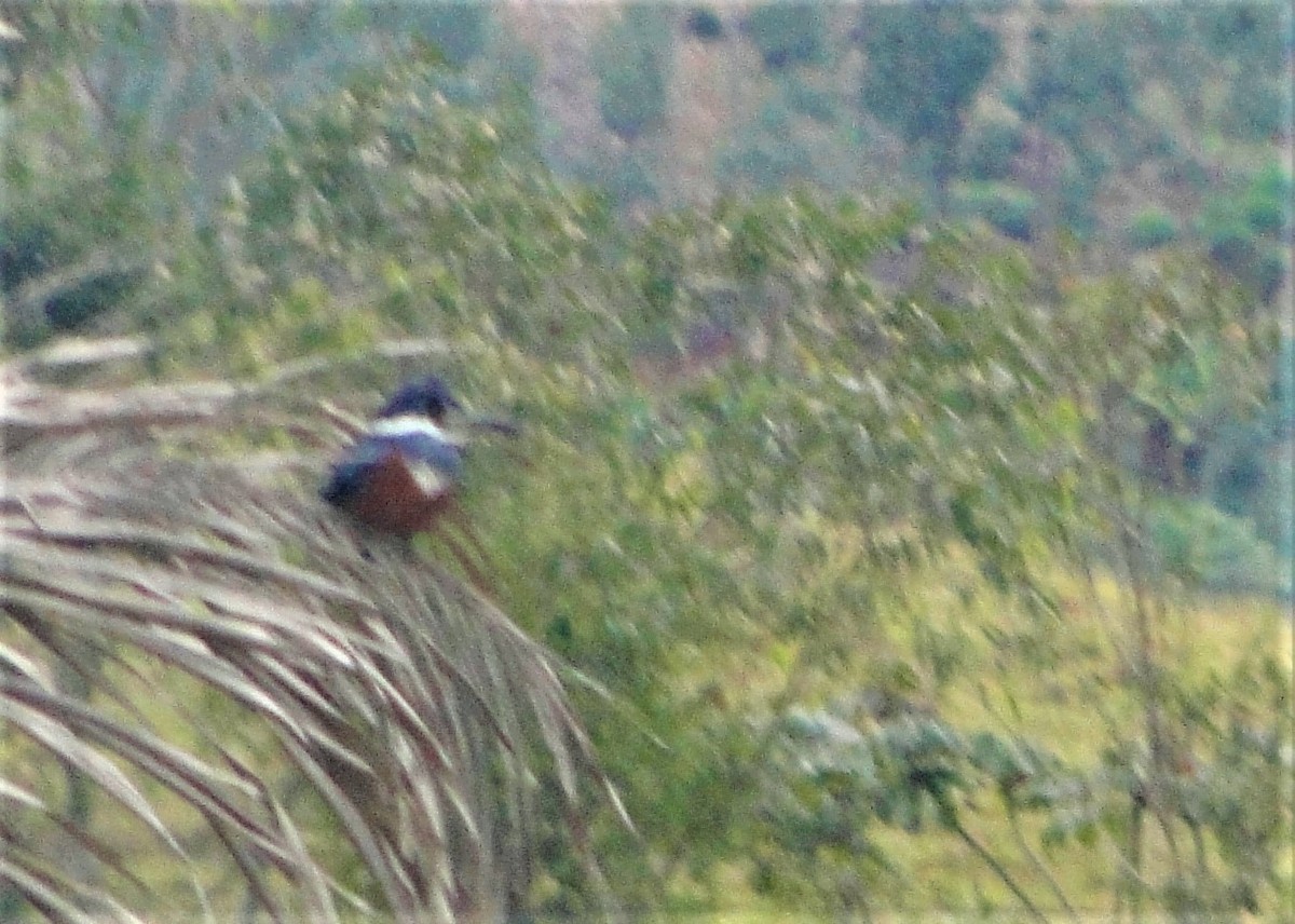 Ringed Kingfisher - ML63094711